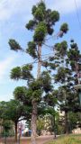 Araucaria heterophylla. Взрослое дерево. Израиль, г. Бат-Ям, в парке. 22.11.2016.
