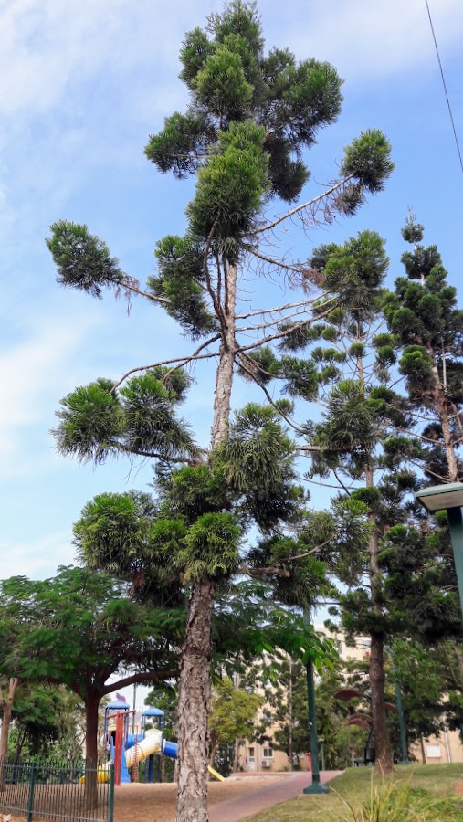 Изображение особи Araucaria heterophylla.