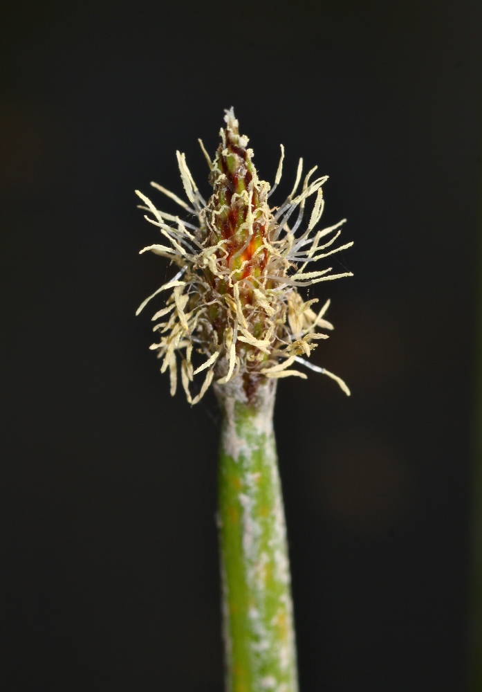 Изображение особи Eleocharis ussuriensis.