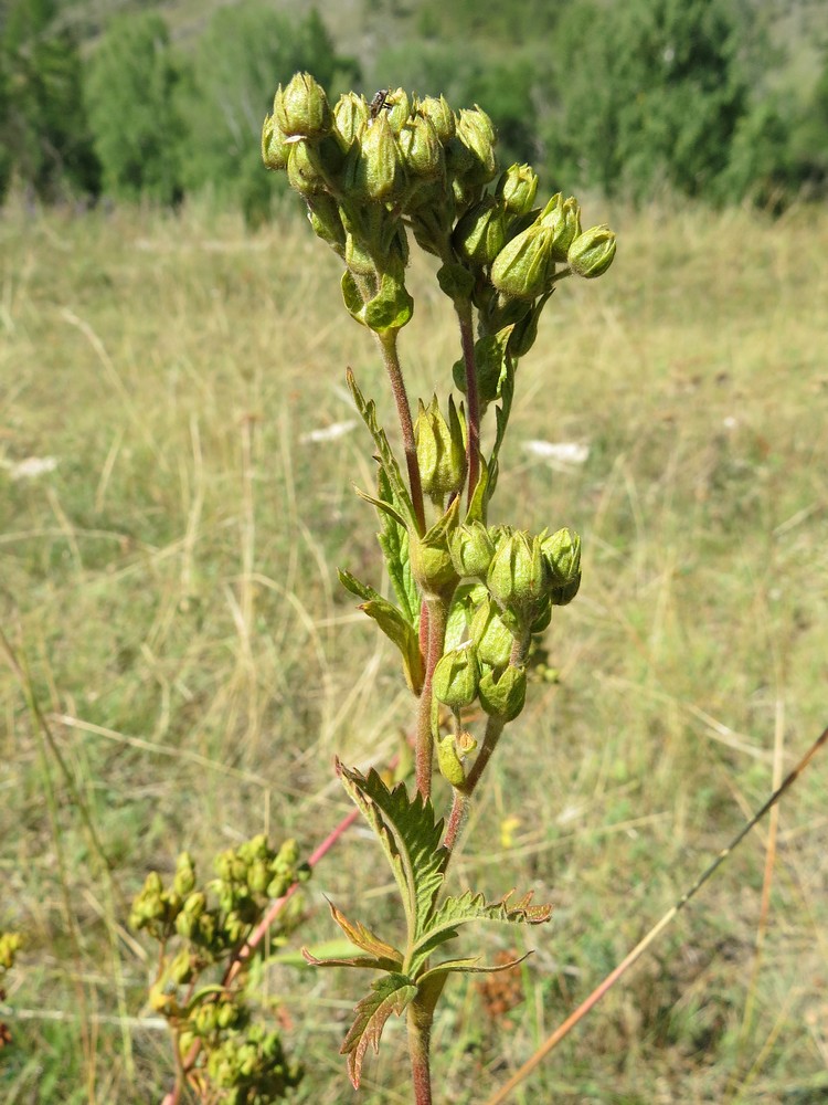 Image of Potentilla longifolia specimen.