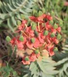 Euphorbia rigida