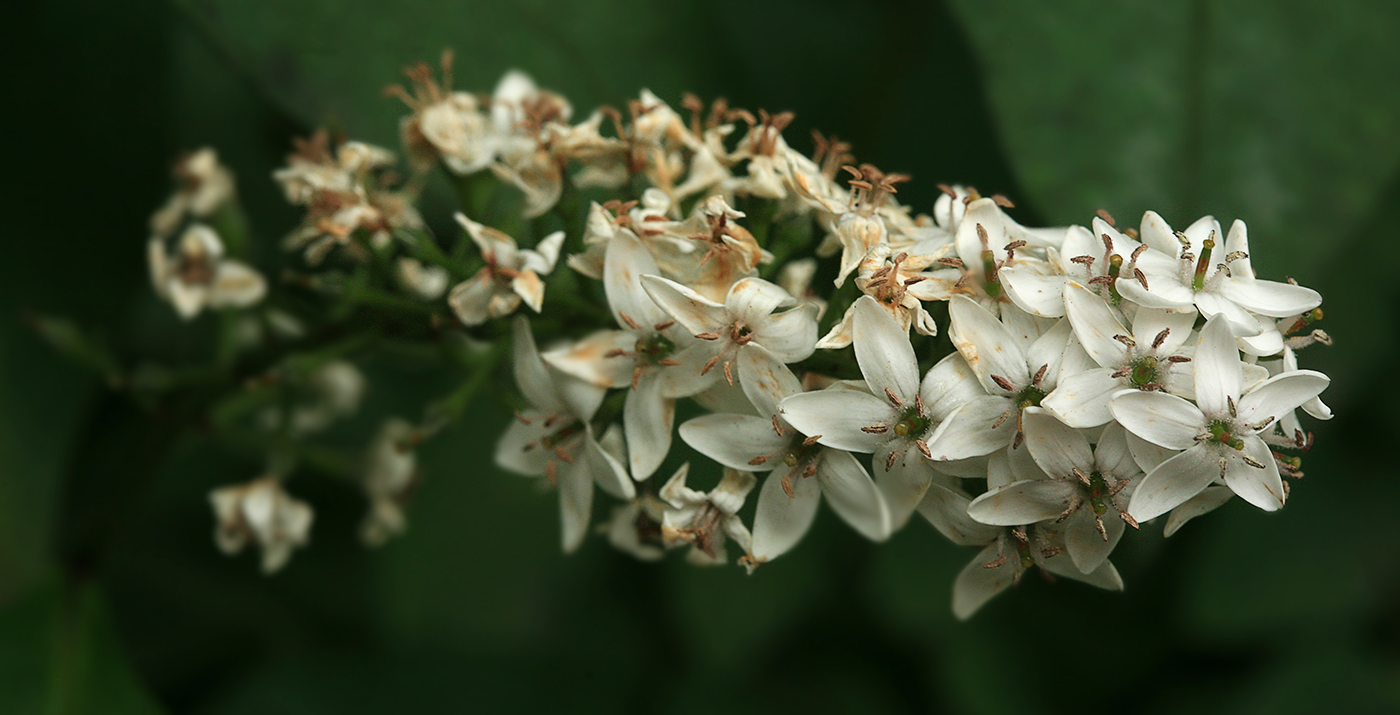 Image of Lysimachia clethroides specimen.