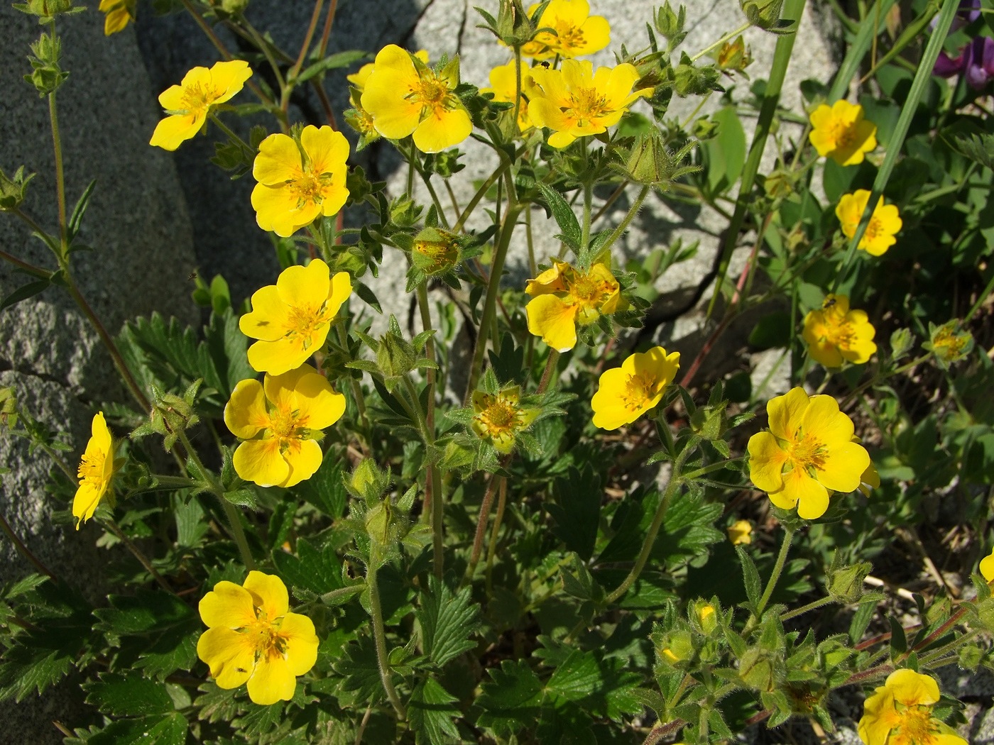 Image of Potentilla fragiformis specimen.