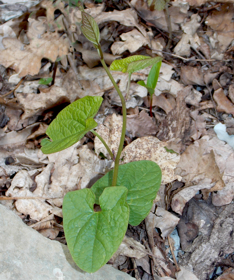 Изображение особи Calystegia silvatica.