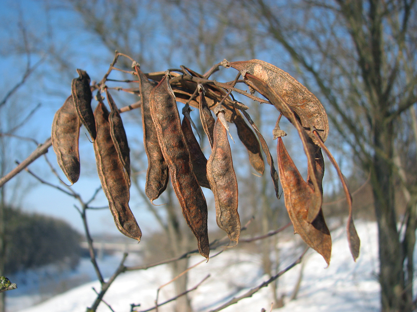 Image of Robinia pseudoacacia specimen.