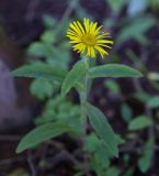 Inula britannica. Соцветие. Пермский край, г. Пермь, Кировский р-н, берег Воткинского водохранилища, в тени зарослей Alnus incana и Padus avium. 16.07.2016.