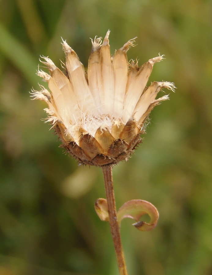 Изображение особи Centaurea adpressa.