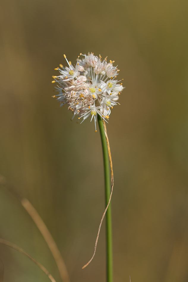 Image of Allium savranicum specimen.