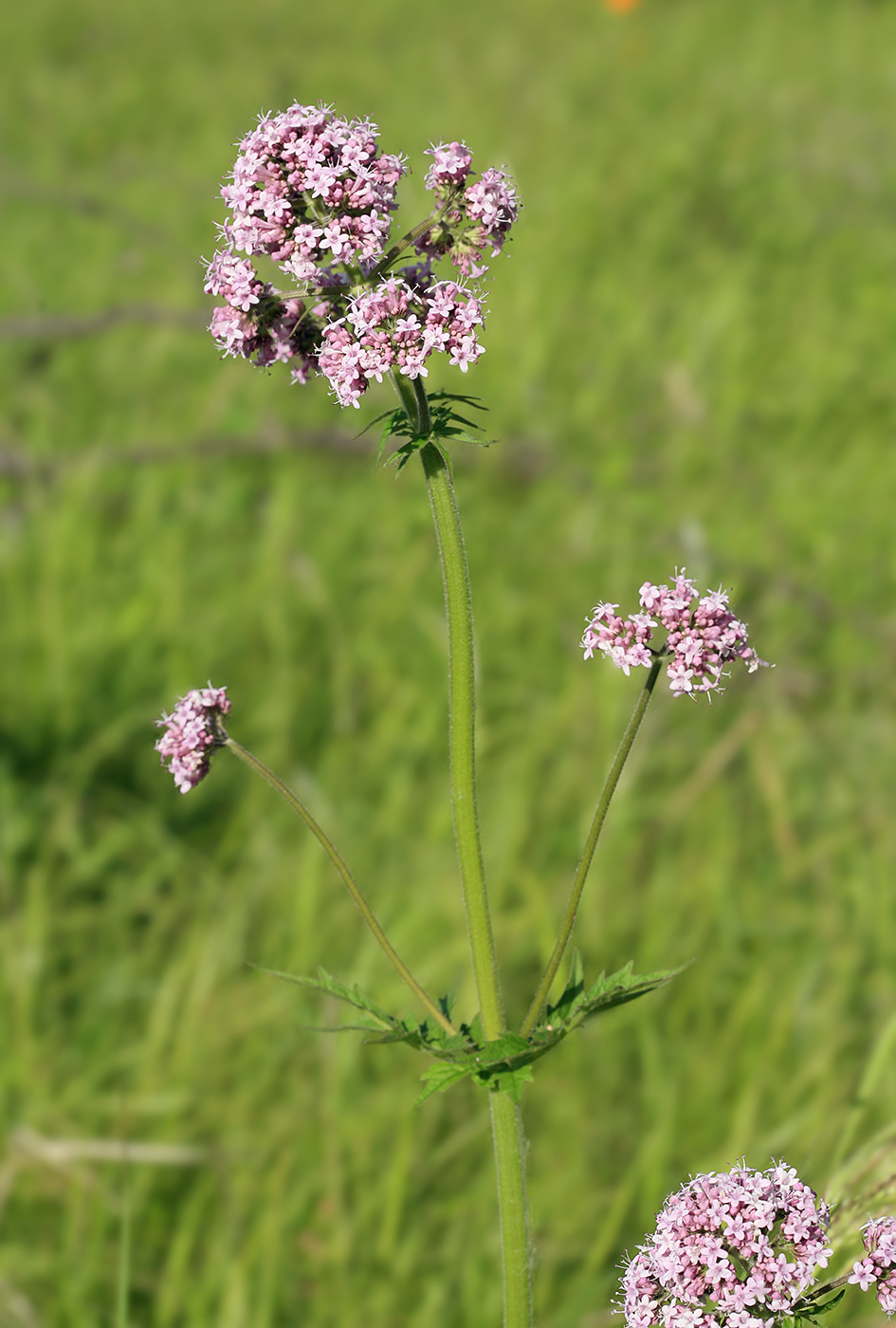 Изображение особи Valeriana amurensis.