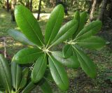 Rhododendron fauriei. Верхушки побегов. Приморский край, Уссурийский городской округ, окр. с. Горно-Таёжное, Дендрарий ГТС им. Комарова. 06.07.2016.