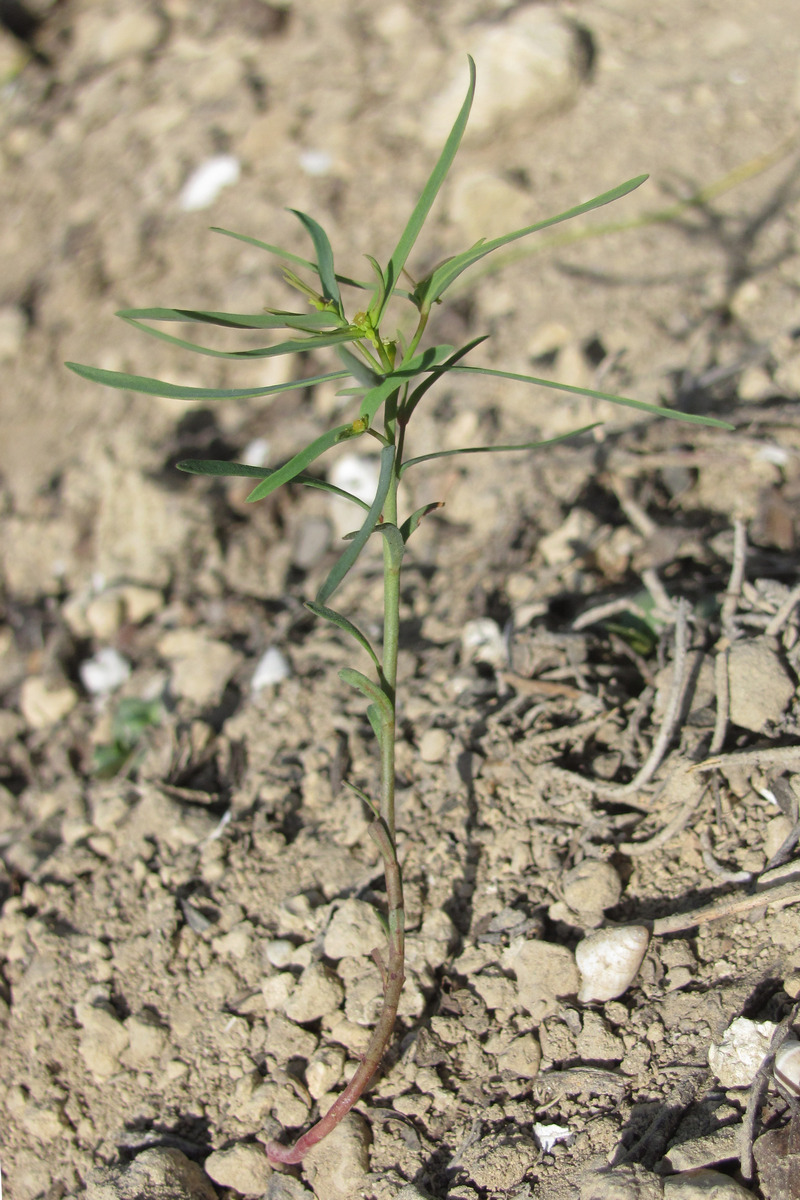 Изображение особи Euphorbia ledebourii.