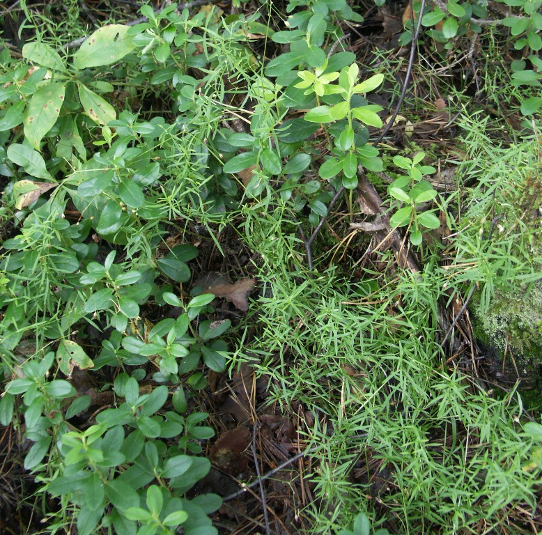 Изображение особи Stellaria longifolia.