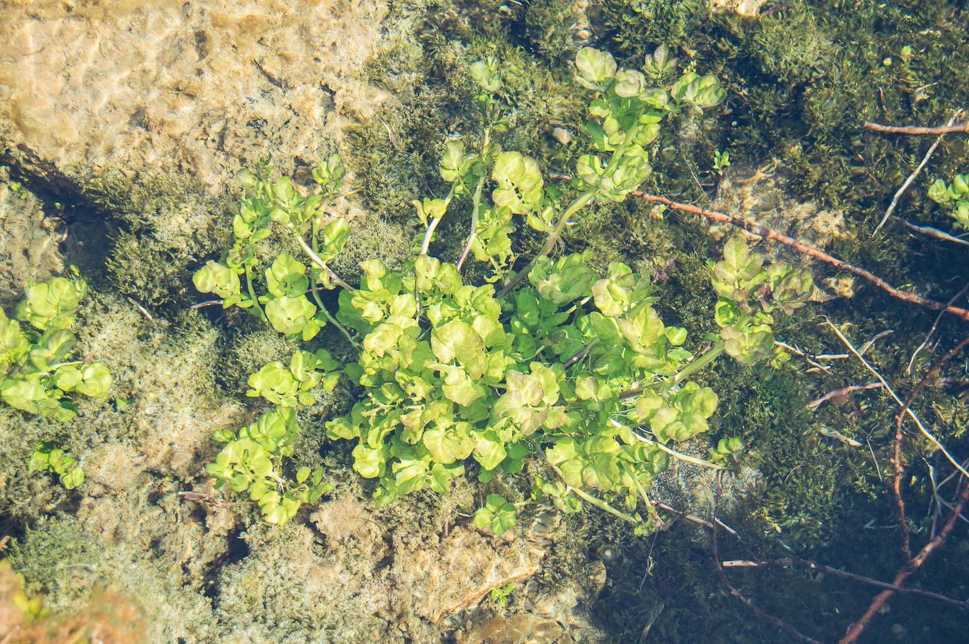 Изображение особи Cardamine amara.