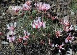 Astragalus helmii ssp. tergeminus