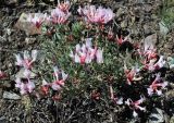 Astragalus subspecies tergeminus