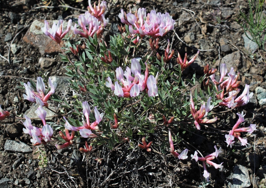 Изображение особи Astragalus helmii ssp. tergeminus.