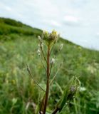 Camelina pilosa