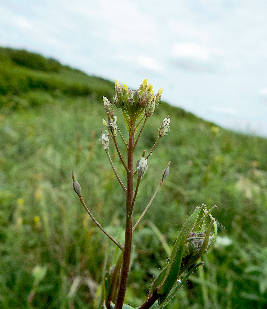 Изображение особи Camelina pilosa.