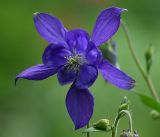 Aquilegia vulgaris