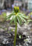 Eranthis cilicica. Верхушка отцветшего растения с завязавшимся плодом. Мурманск, МАГУ, в культуре на клумбе. 15.06.2017.