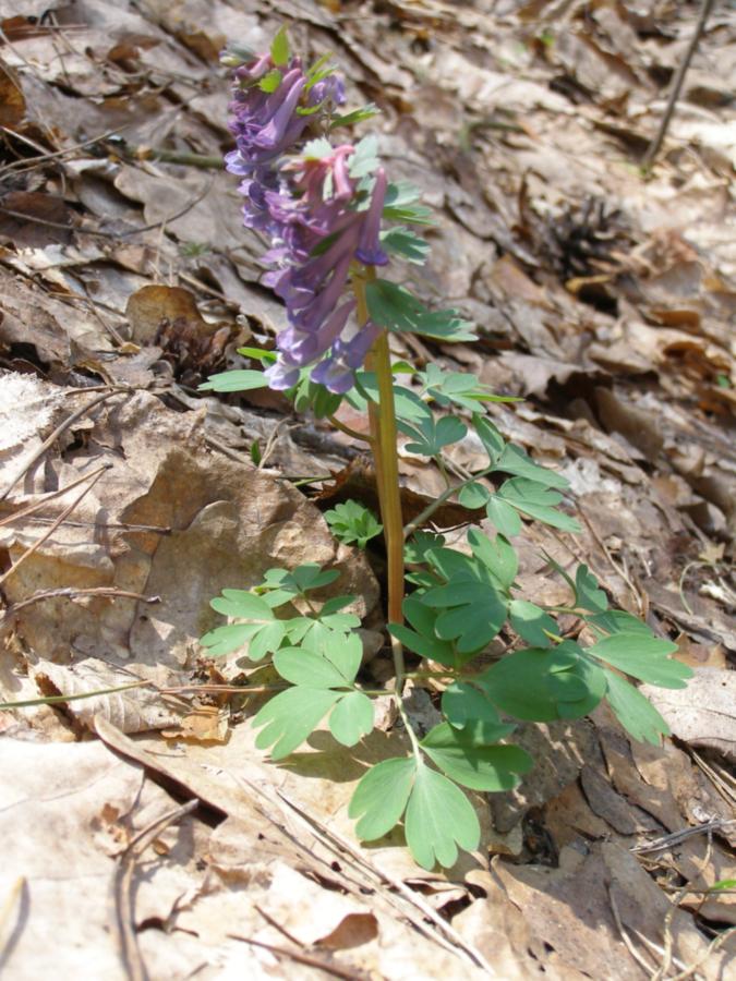 Image of Corydalis solida specimen.