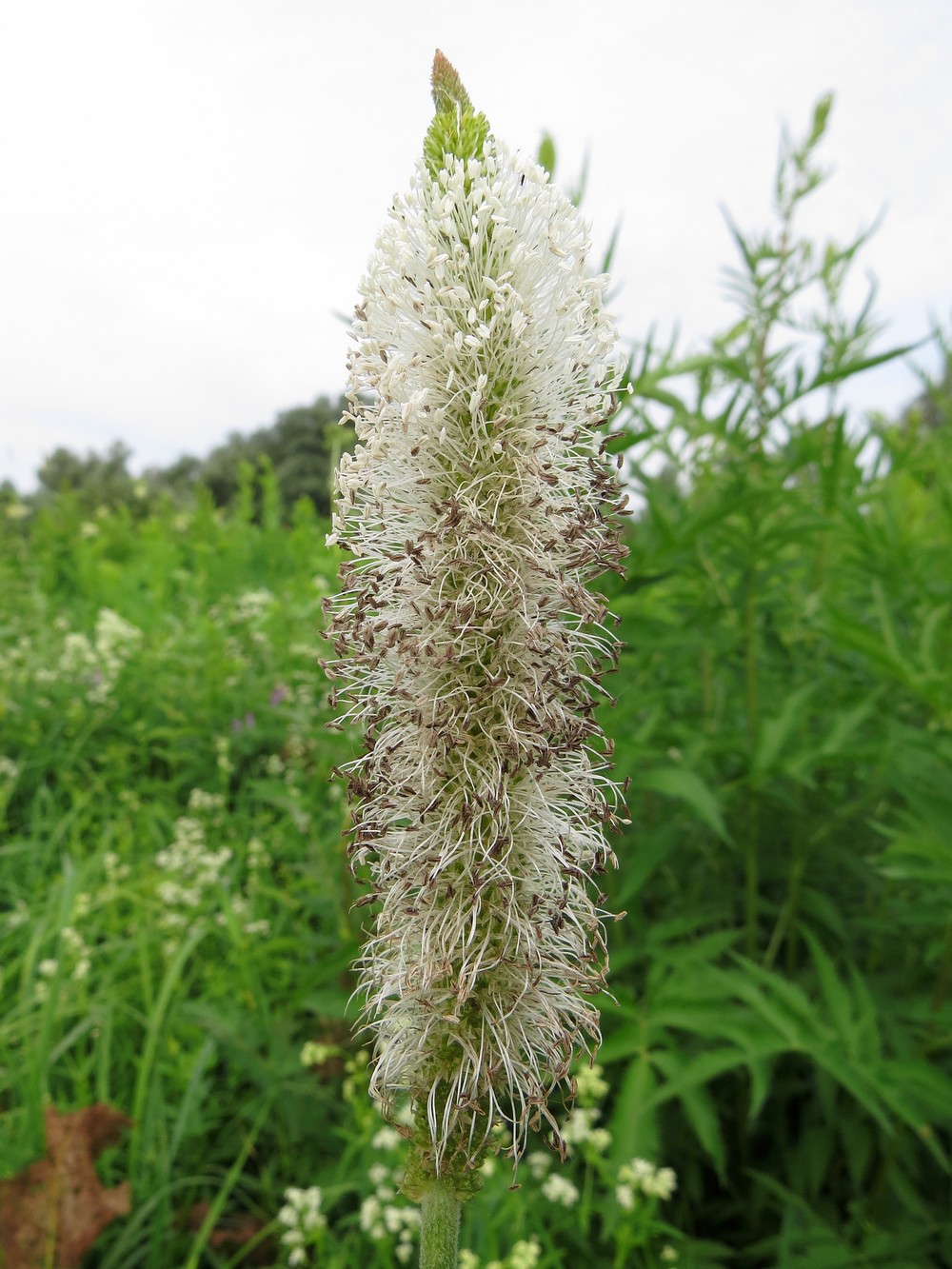 Изображение особи Plantago maxima.