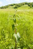 Phlomoides tuberosa