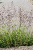 Agrostis gigantea