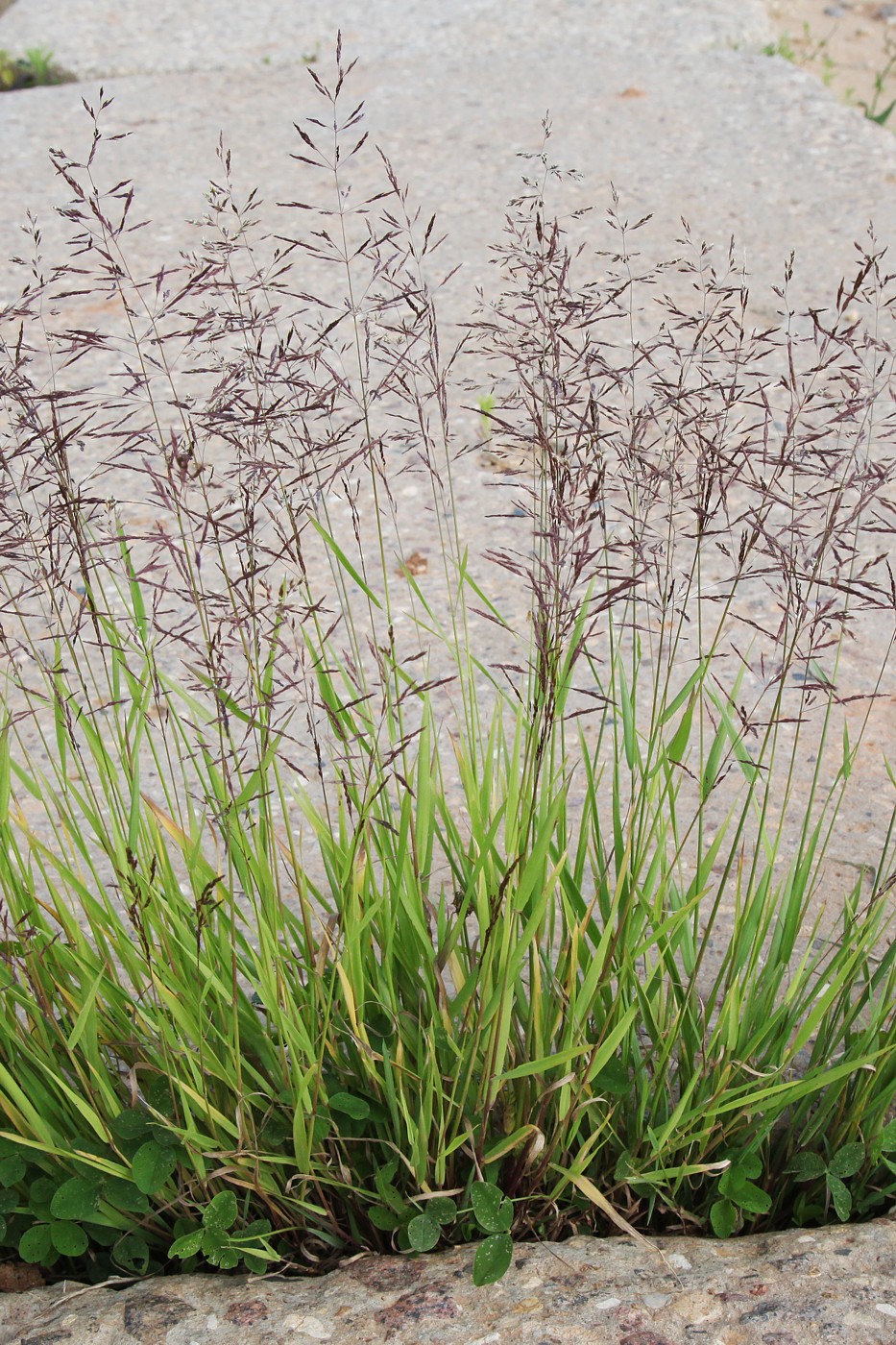 Изображение особи Agrostis gigantea.