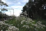 Valeriana officinalis