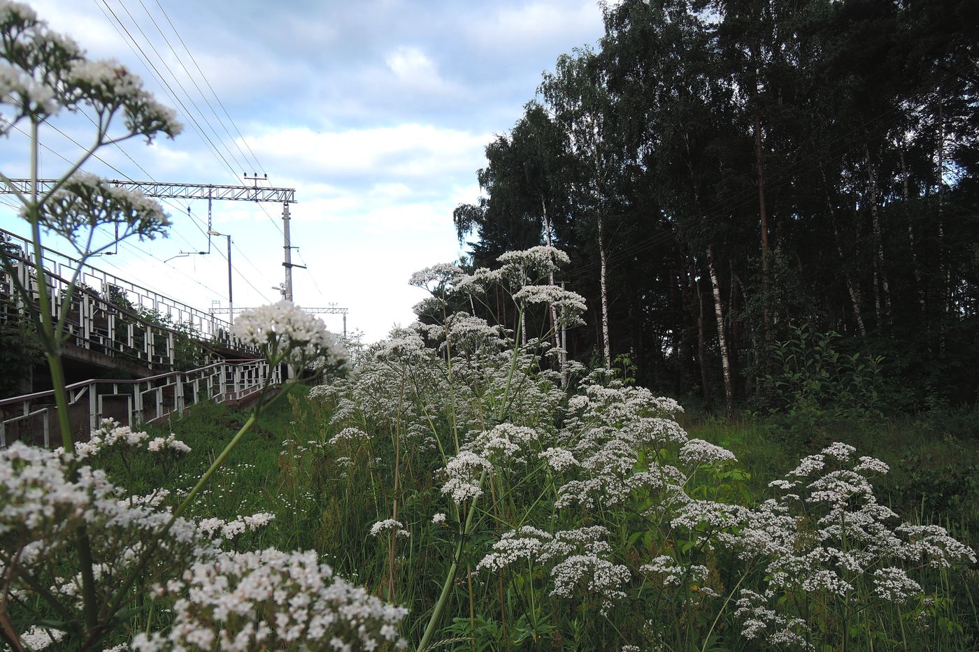 Изображение особи Valeriana officinalis.