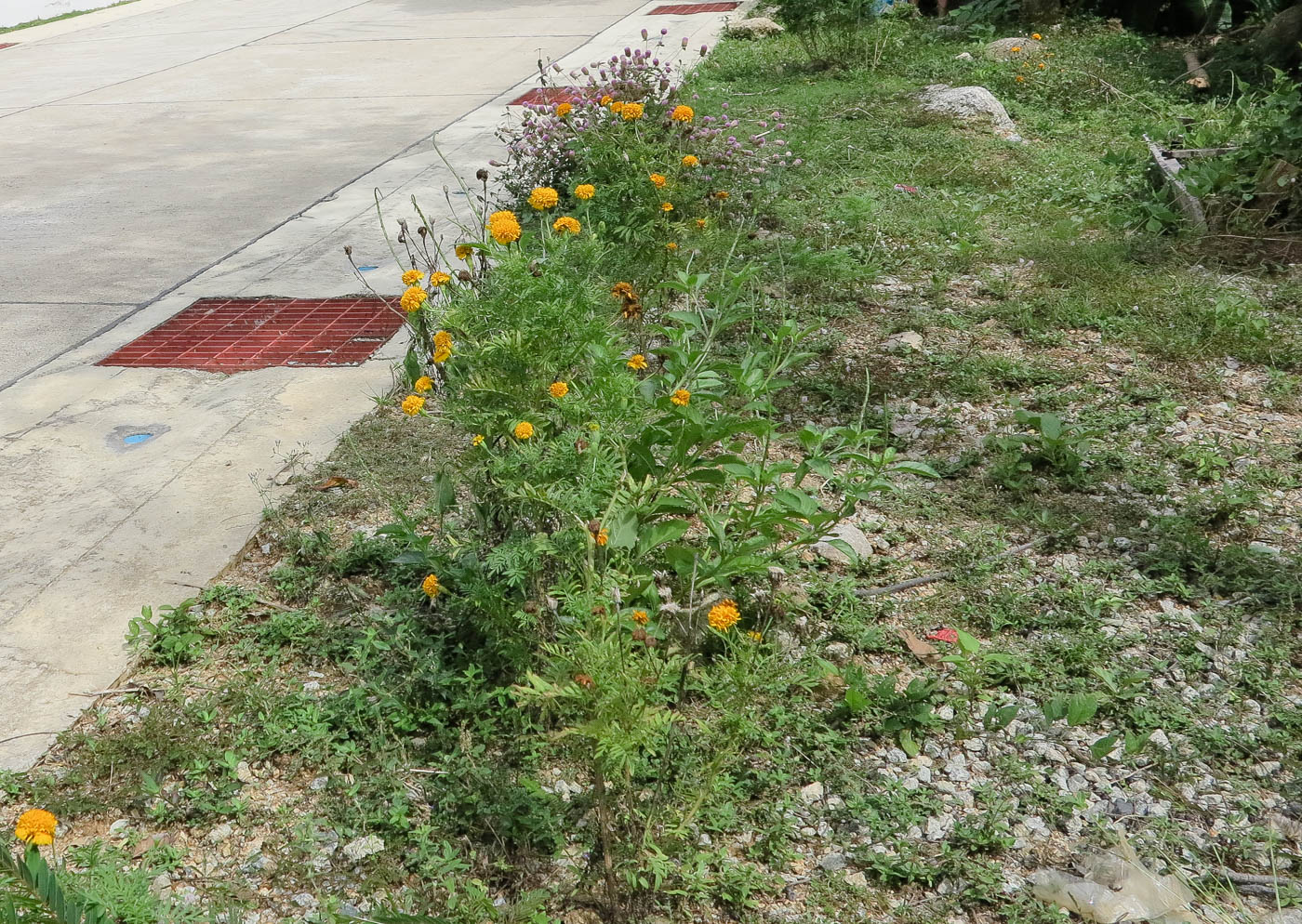 Image of Tagetes erecta specimen.