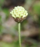 Cephalaria leucantha