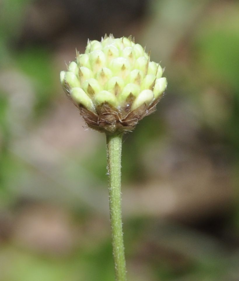 Image of Cephalaria leucantha specimen.