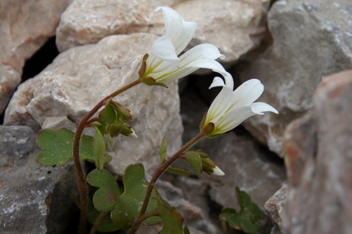 Изображение особи Saxifraga sibirica.