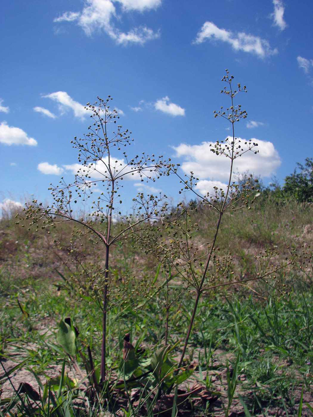 Image of Alisma lanceolatum specimen.