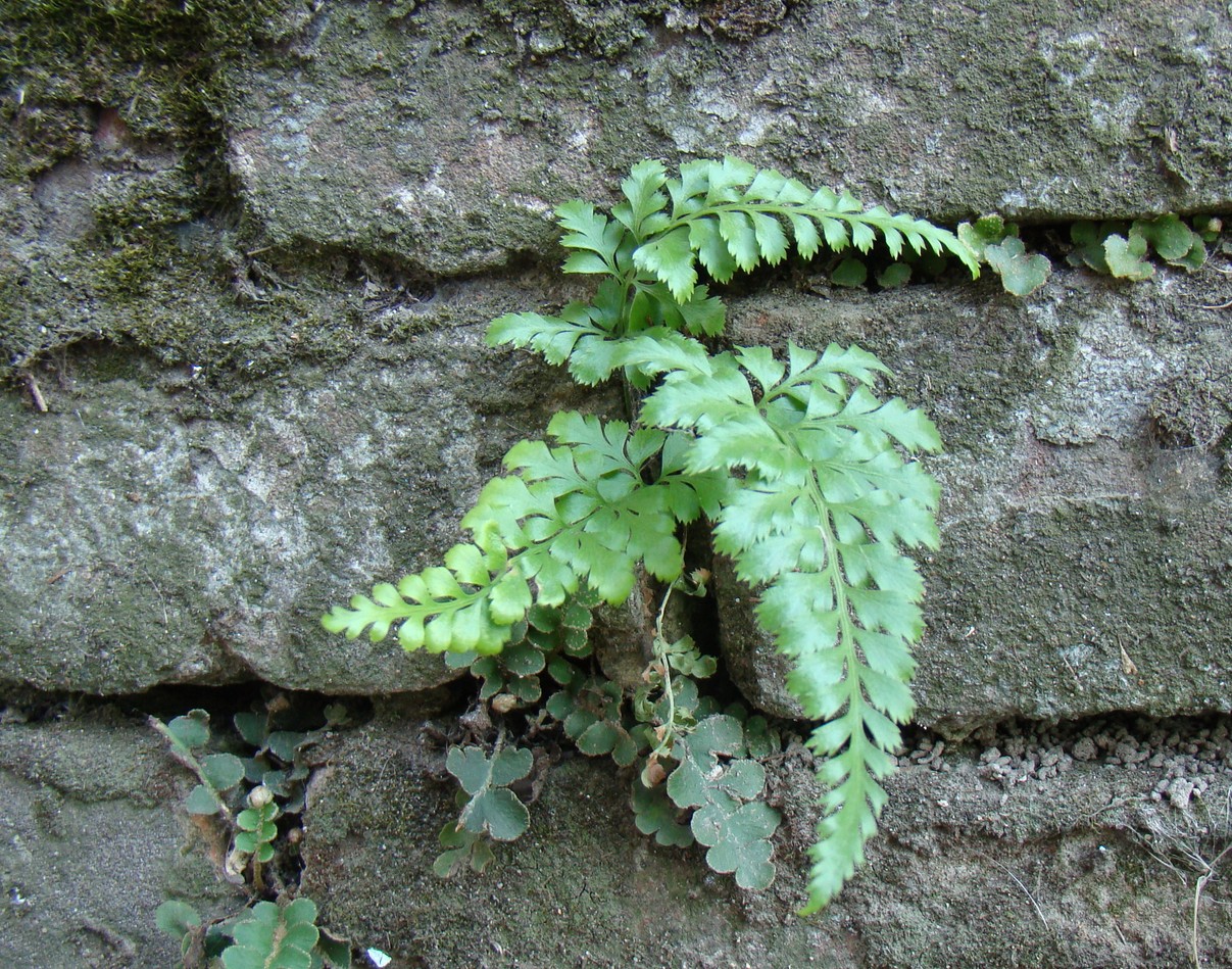 Изображение особи Asplenium adiantum-nigrum.