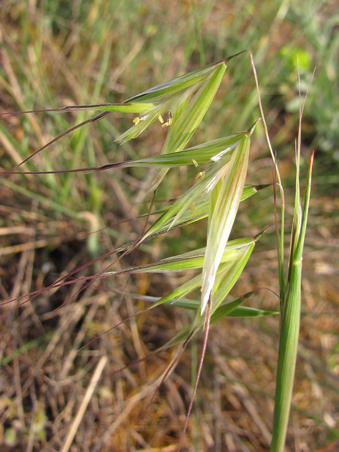 Image of Avena barbata specimen.