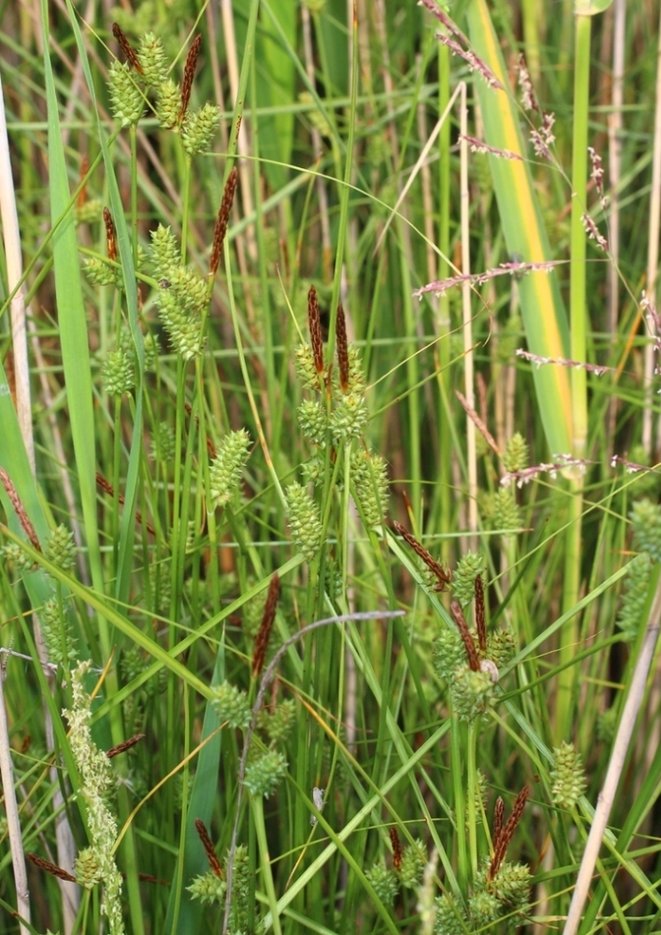 Изображение особи Carex extensa.