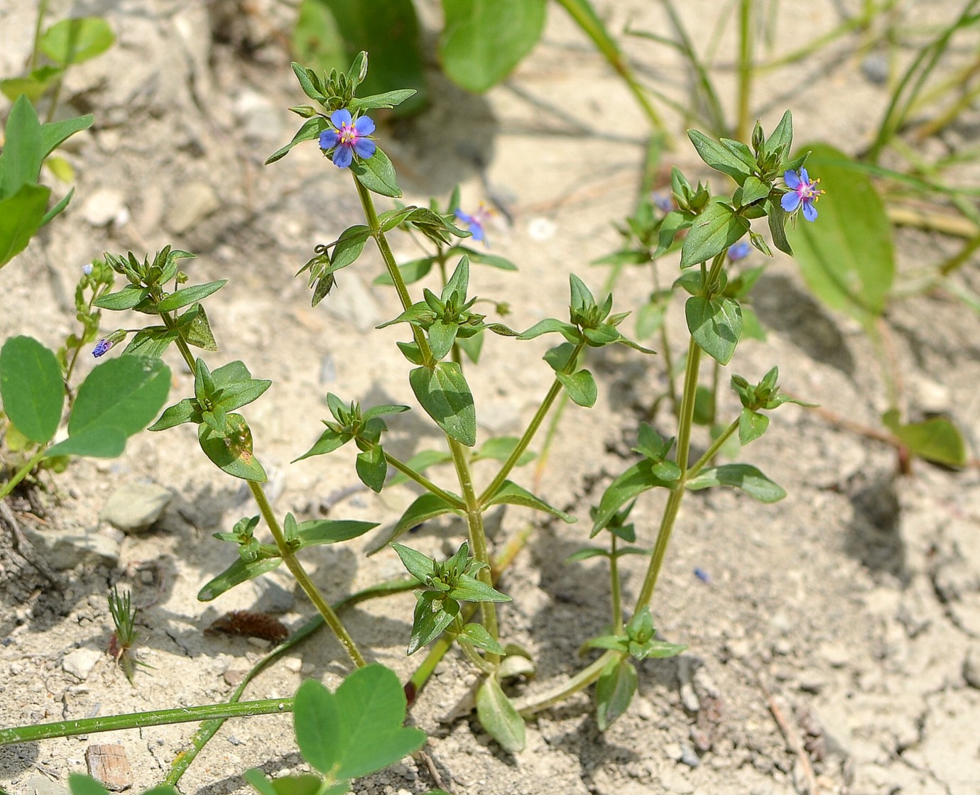 Image of Anagallis foemina specimen.