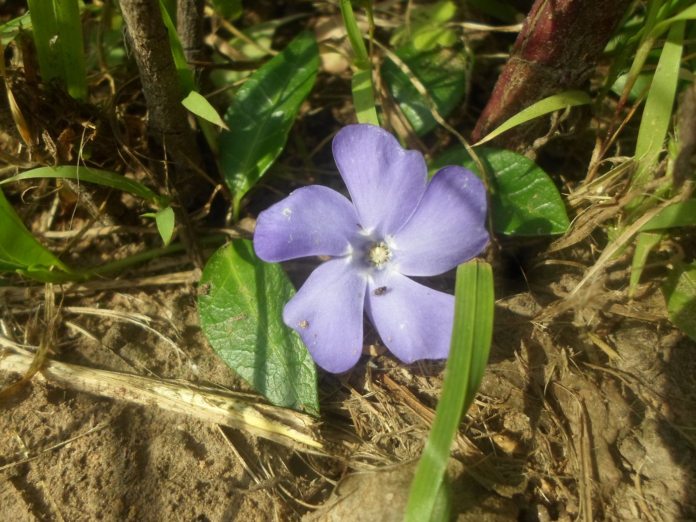 Image of Vinca minor specimen.