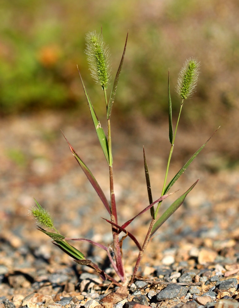 Изображение особи Setaria pachystachys.