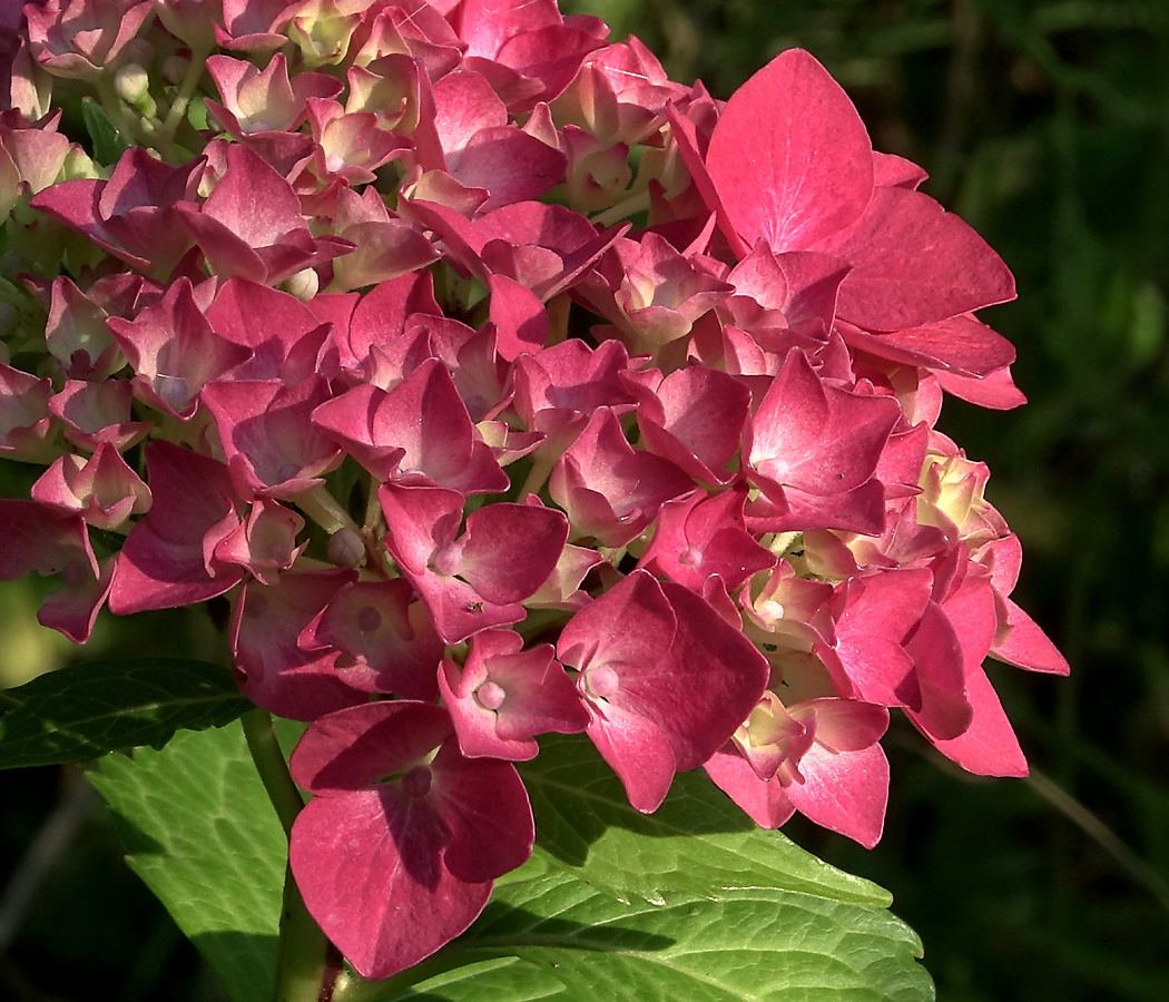 Изображение особи Hydrangea macrophylla.