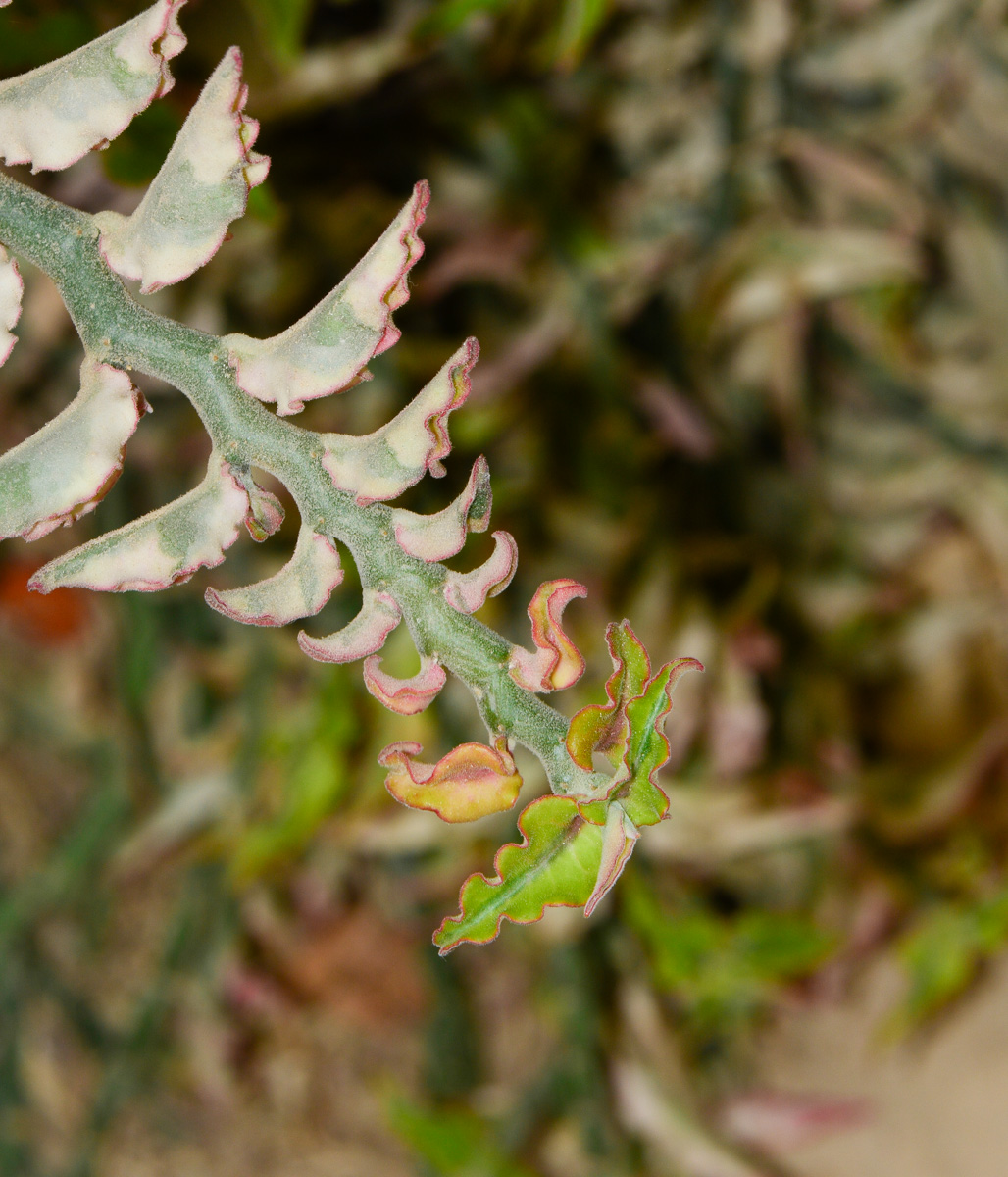Image of Euphorbia tithymaloides specimen.