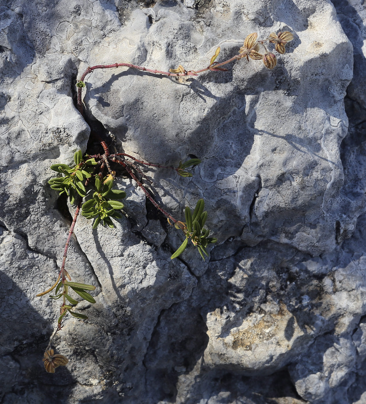 Image of genus Helianthemum specimen.