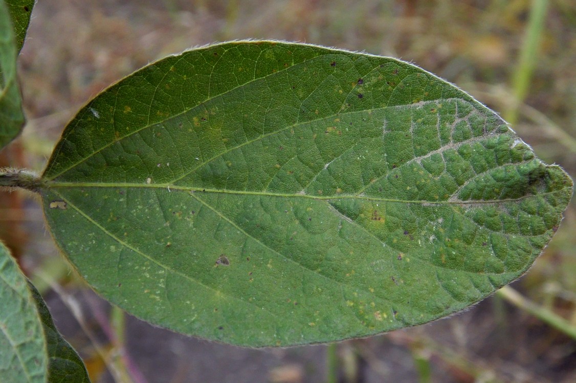 Image of Glycine max specimen.