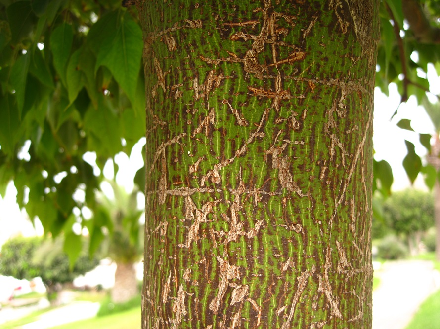 Изображение особи Brachychiton populneus.