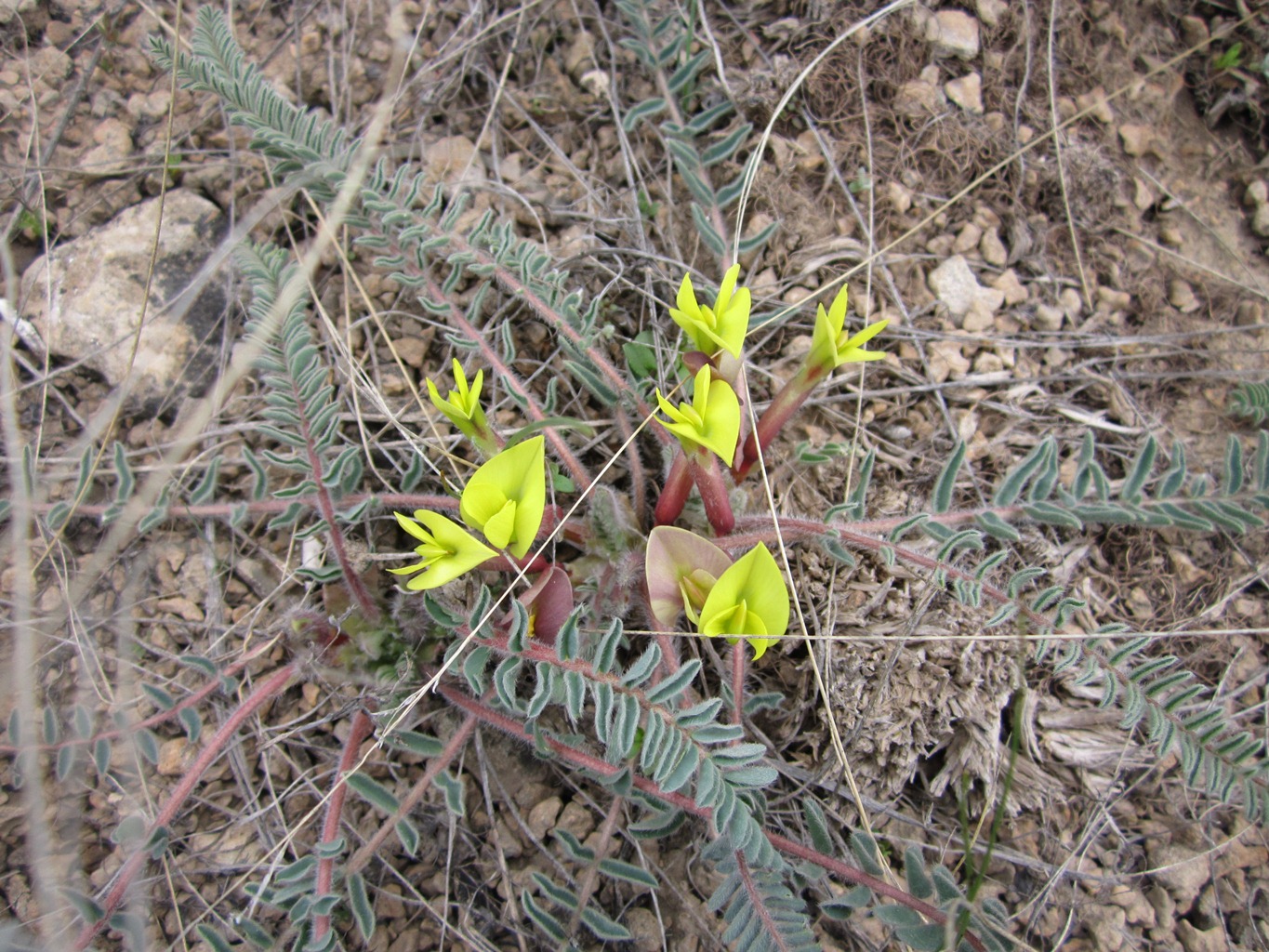 Изображение особи Astragalus balchanensis.