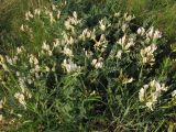 Astragalus reduncus