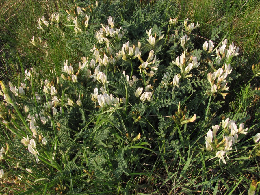 Изображение особи Astragalus reduncus.